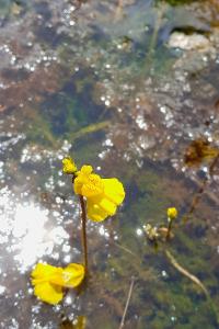 <i>Utricularia neglecta</i>