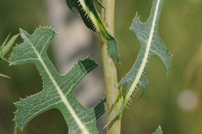 <i>Lactuca serriola</i>