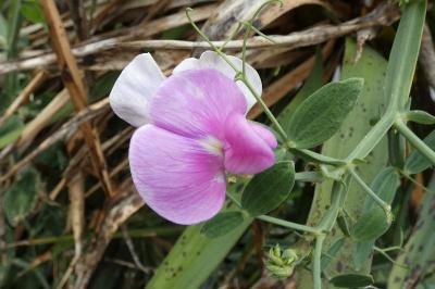 <i>Lathyrus latifolius</i>