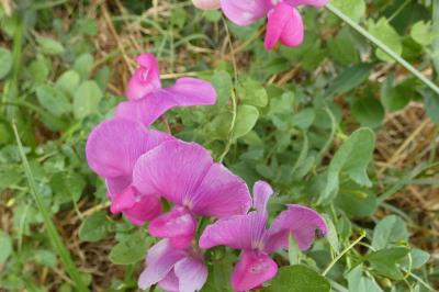 <i>Lathyrus latifolius</i>