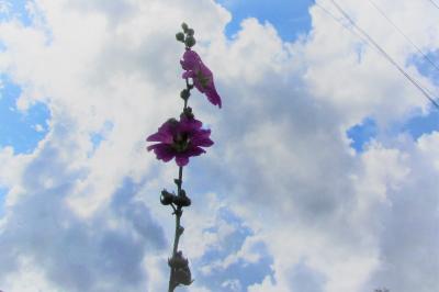 <i>Alcea rosea</i>