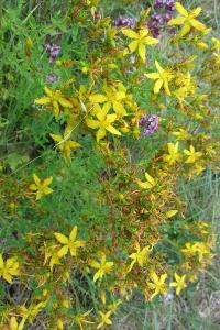 <i>Hypericum perforatum</i>