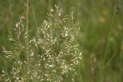 <i>Trisetum flavescens</i>
