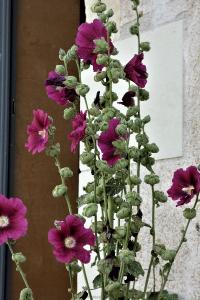 <i>Alcea rosea</i>