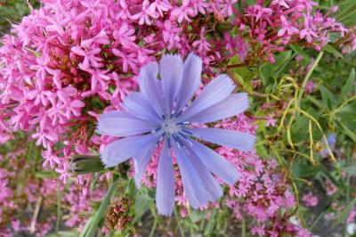 <i>Cichorium intybus</i>