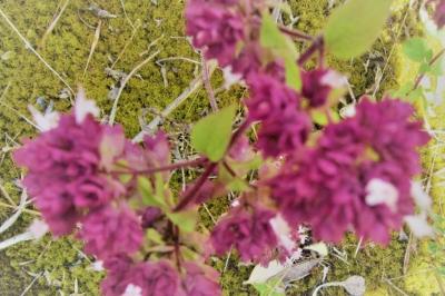 <i>Origanum vulgare</i>