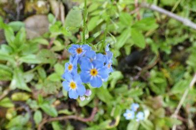 <i>Myosotis scorpioides</i>