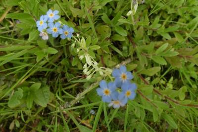 <i>Myosotis scorpioides</i>
