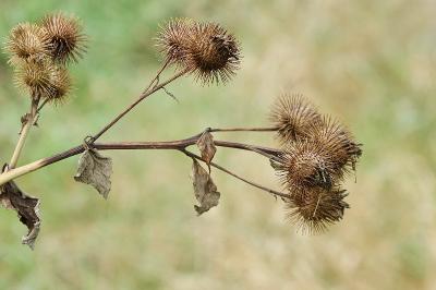 <i>Arctium lappa</i>