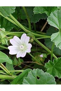 <i>Malva neglecta</i>
