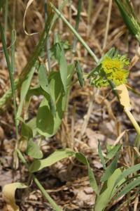 <i>Bupleurum subovatum</i>