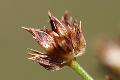 <i>Juncus acutiflorus</i>
