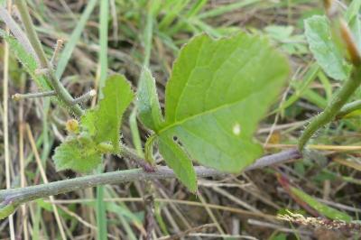 <i>Raphanus raphanistrum</i>