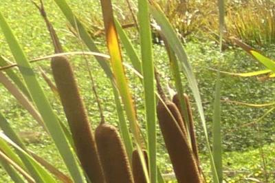 <i>Typha latifolia</i>