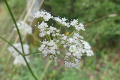 <i>Peucedanum gallicum</i>