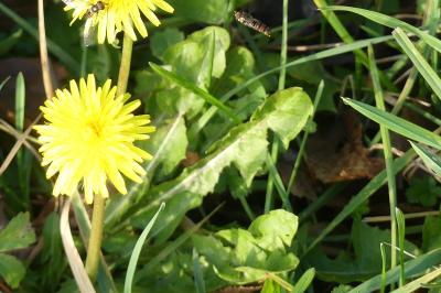 <i>Taraxacum officinale</i>