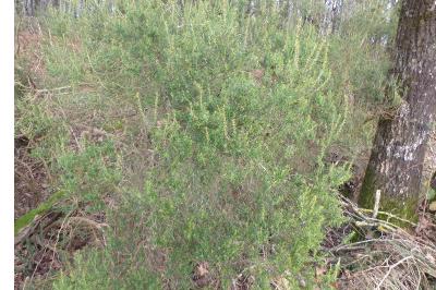 <i>Erica scoparia</i>