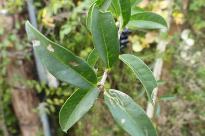 <i>Ligustrum vulgare</i>