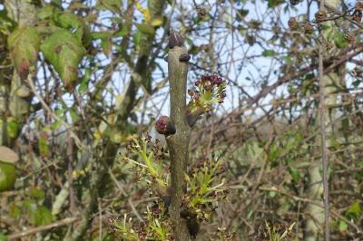 <i>Fraxinus excelsior</i>