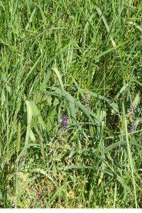 <i>Muscari comosum</i>