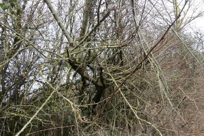 <i>Ulmus minor</i>