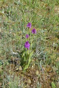 <i>Anacamptis pyramidalis</i>