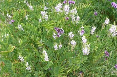 <i>Galega officinalis</i>