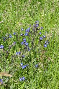 <i>Anchusa azurea</i>