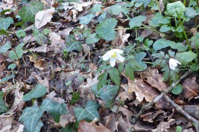 <i>Anemone nemorosa</i>