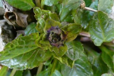 <i>Ajuga reptans</i>