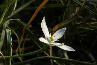 <i>Ornithogalum divergens</i>
