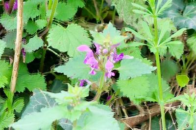 <i>Lamium maculatum</i>