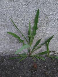 <i>Lactuca saligna</i>