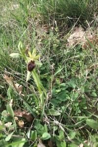 <i>Ophrys aranifera</i>