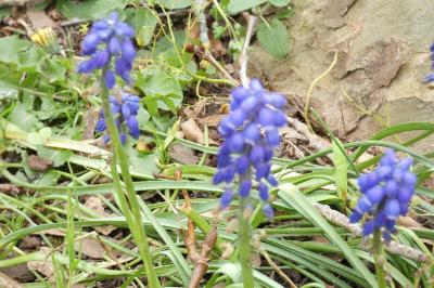 <i>Muscari neglectum</i>