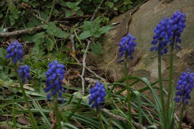 <i>Muscari neglectum</i>