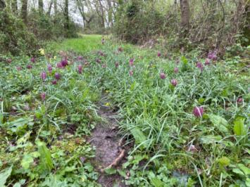<i>Fritillaria meleagris</i>