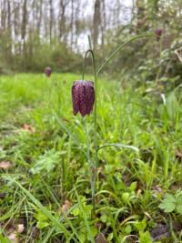 <i>Fritillaria meleagris</i>