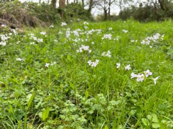 <i>Cardamine pratensis</i>
