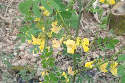<i>Hippocrepis emerus</i>