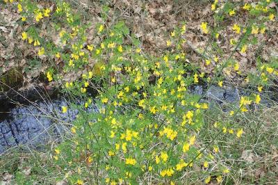 <i>Hippocrepis emerus</i>
