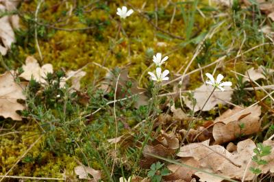 <i>Arenaria grandiflora</i>