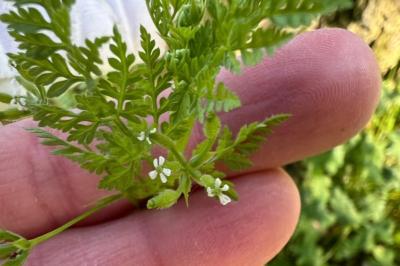 <i>Anthriscus caucalis</i>