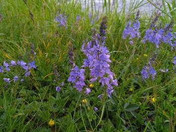 <i>Veronica teucrium</i>