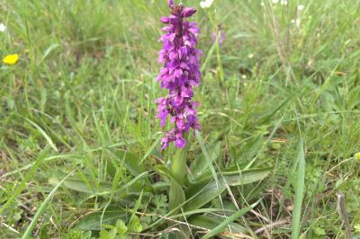 <i>Orchis mascula</i>