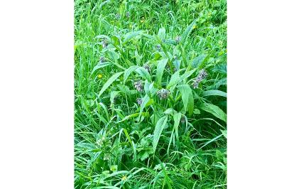 <i>Symphytum officinale</i>