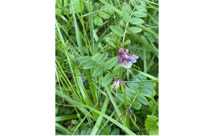 <i>Vicia sepium</i>