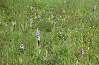 <i>Orchis purpurea</i>