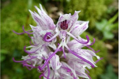 <i>Orchis simia</i>