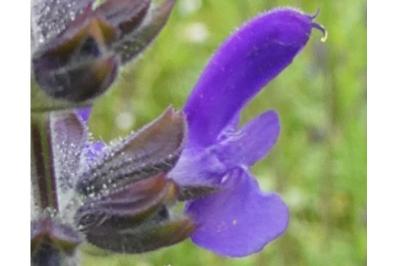 <i>Salvia verbenaca</i>